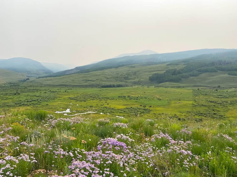Wildflowers, a green valley, and mountains in Colorado.