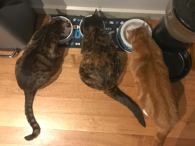 Three cats eating at their food bowls.