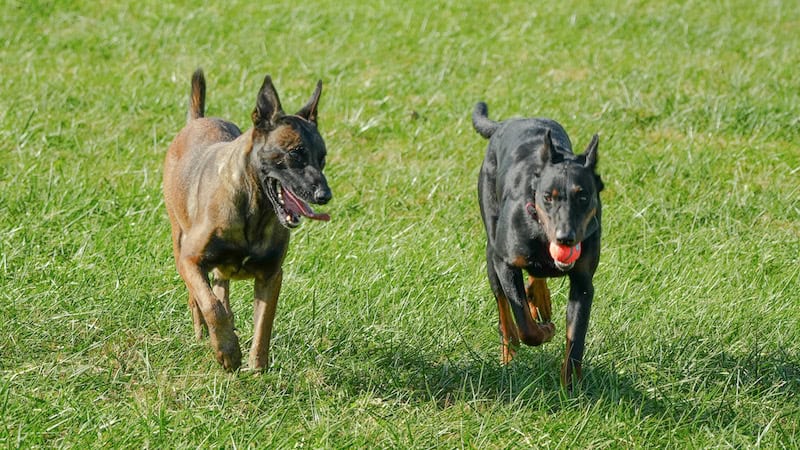 Two dogs running in a grassy park, one with a ball in its mouth.